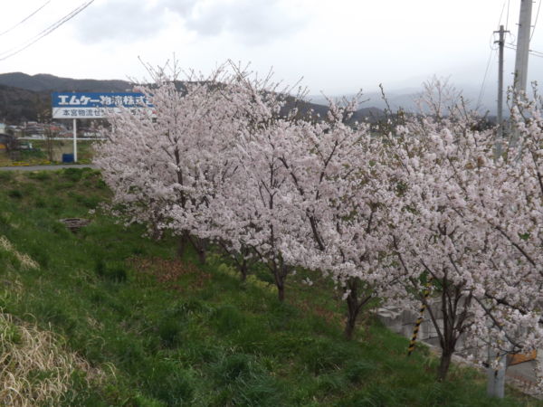 西側入口の桜