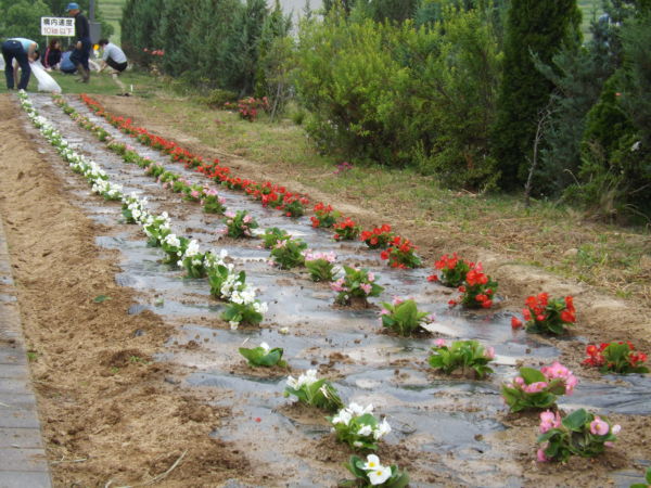 ベゴニア　２１０株
