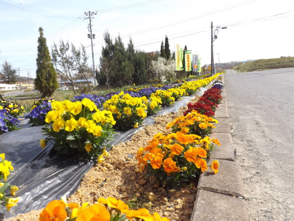 正面入り口の花壇