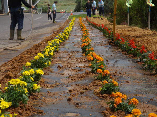 マリーゴールド