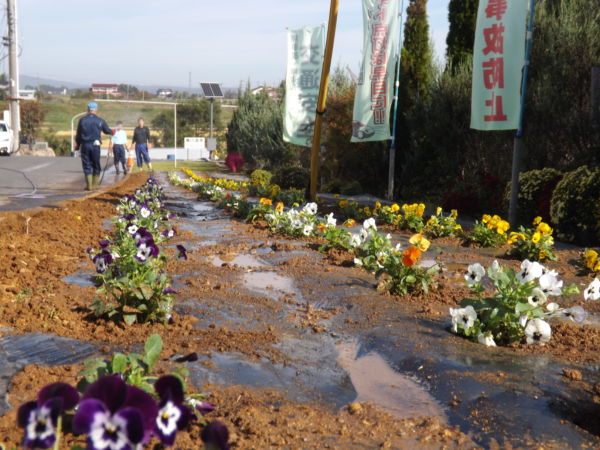 ビオラ２４０株を植えました