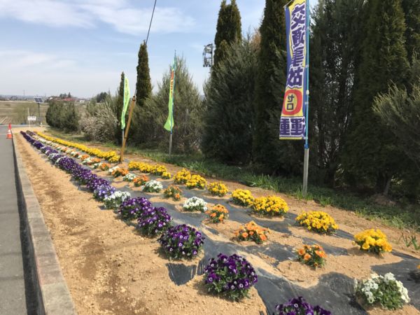 昨年の１０月に植えたビオラもこんなに成長しました