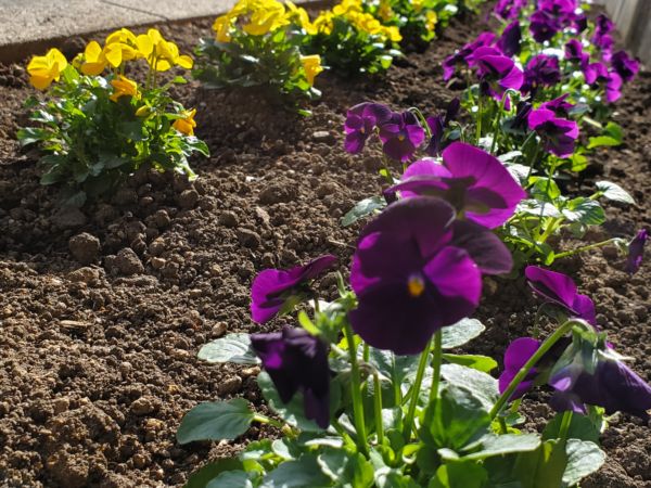 白河営業所の玄関入口の花壇（撮影　川又）