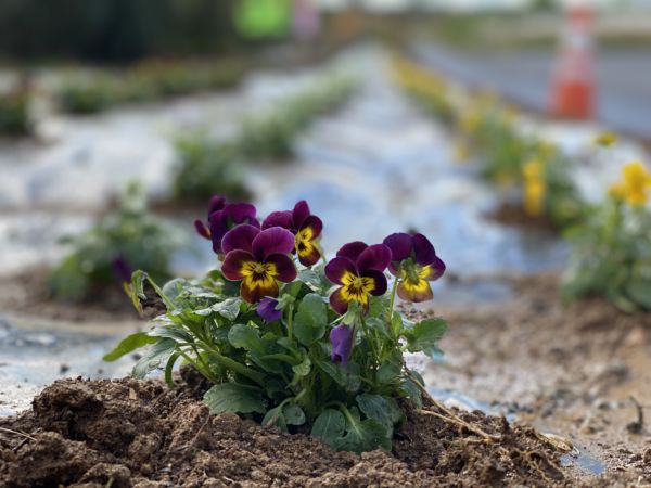 本社の花壇です。
