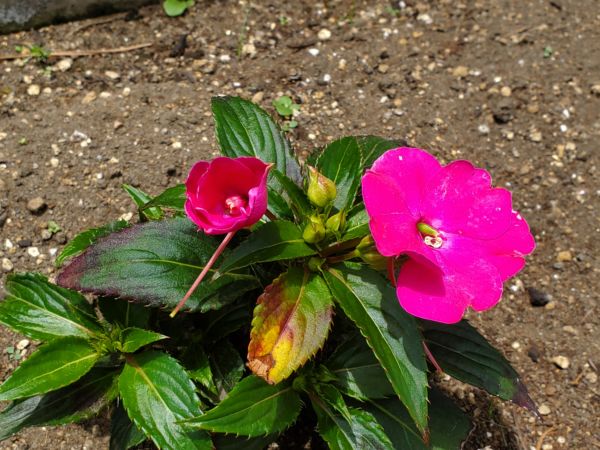 サンパチェンス