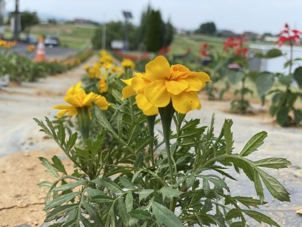 マリーゴールドとサルビア