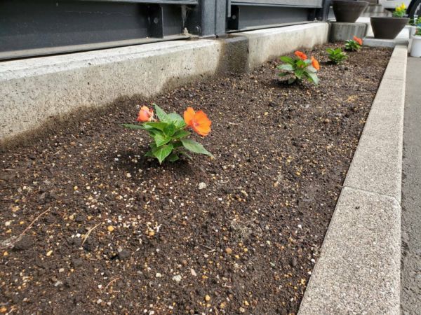 白河営業所の花壇です