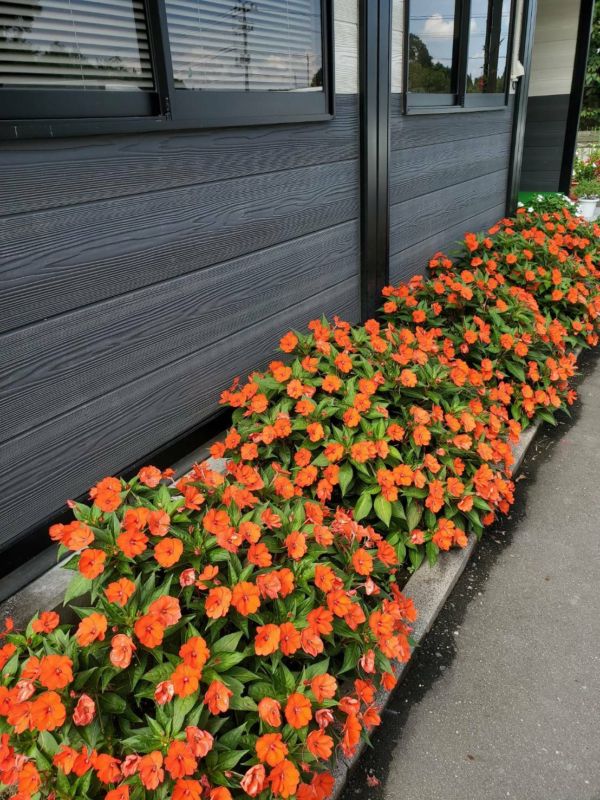 白河営業所のサンパチェンスも花真っ盛りです🌺