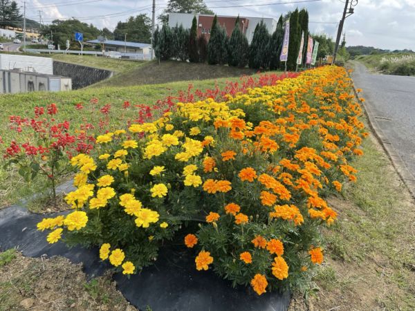 社長や渡邊さんが手入れを してくださり、モリモリ育ちました