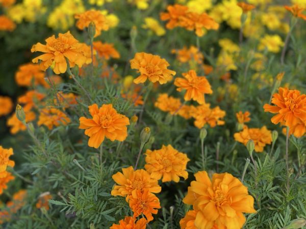 蕾がまだまだあります。