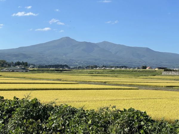 本社から見える安達太良山やもうすぐ稲刈りが行われる広大な田んぼです。