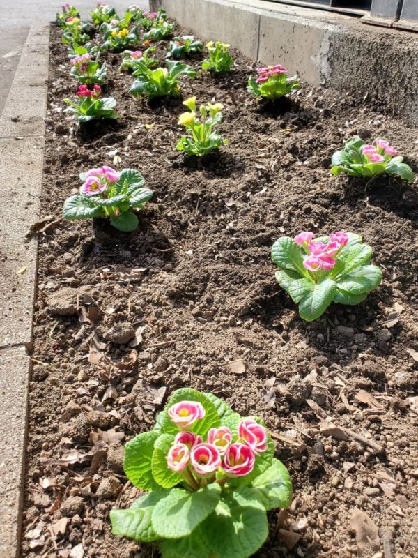 白河営業所のプリムラジュリアン