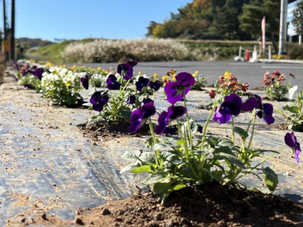 本社のビオラは4色